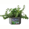 : Culinary Herb Collection - DIY Biosphere Terrarium Starter Kit, Grow 5 Different Delicious Herb Plants, Kitchen Window Indoor Garden