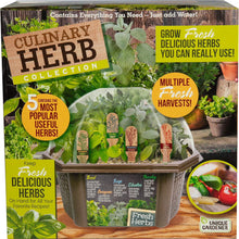 : Culinary Herb Collection - DIY Biosphere Terrarium Starter Kit, Grow 5 Different Delicious Herb Plants, Kitchen Window Indoor Garden