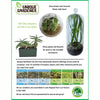 : Culinary Herb Collection - DIY Biosphere Terrarium Starter Kit, Grow 5 Different Delicious Herb Plants, Kitchen Window Indoor Garden